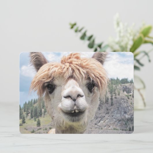 Cute Smiling Alpaca Photo Afbeelding (Staand voorkant)