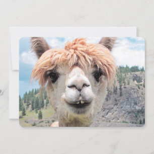 Cute Smiling Alpaca Photo Afbeelding
