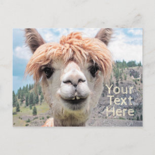 Cute Smiling Alpaca Photo Afbeelding Briefkaart