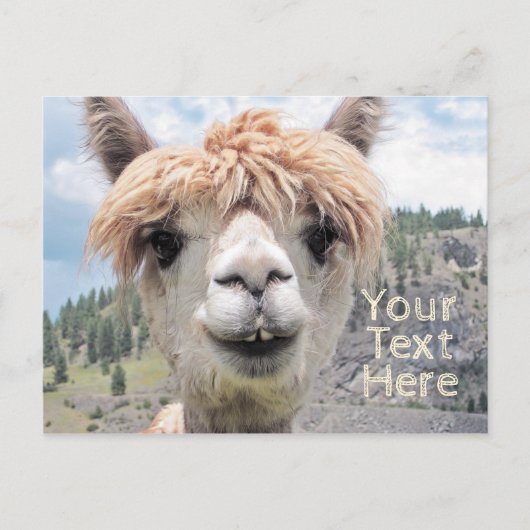 Cute Smiling Alpaca Photo Afbeelding Briefkaart (Voorkant)