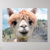 Cute Smiling Alpaca Photo Afbeelding Poster (Voorkant)