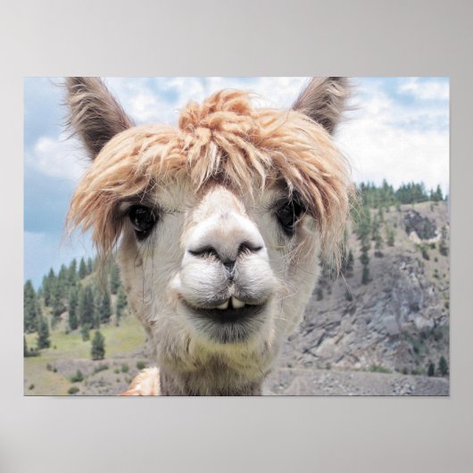 Cute Smiling Alpaca Photo Afbeelding Poster (Voorkant)
