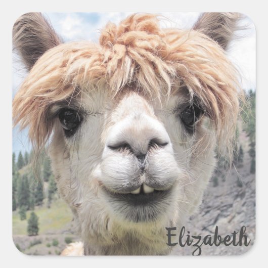 Cute Smiling Alpaca Photo Afbeelding Vierkante Sticker (Voorkant)