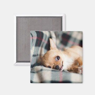 Cute Smiling Chihuahua op Blanket Magneet
