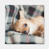Cute Smiling Chihuahua op Blanket Magneet (Voorkant)