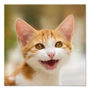 Cute Smiling Kitten Face Funny Cat Meow Foto Foto Afdruk