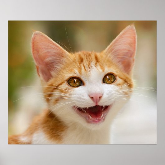 Cute Smiling Kitten Face Funny Cat Meow Foto Poster (Voorkant)