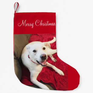 Cute Smilling White Lab Mix Dog Kerstmis Kleine Kerstsok