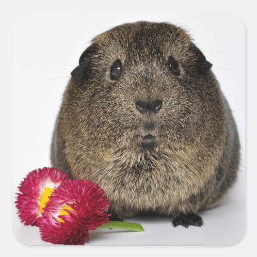 Cute, Smooth, Lemon Agouti Guinee Pig en Flowers Vierkante Sticker (Voorkant)
