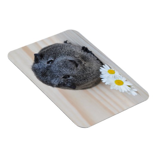 Cute Smooth, Silver Agouti Guinee Pig en Daisies Magneet (Rechterzijde)