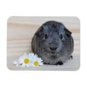 Cute Smooth, Silver Agouti Guinee Pig en Daisies Magneet (Horizontaal)