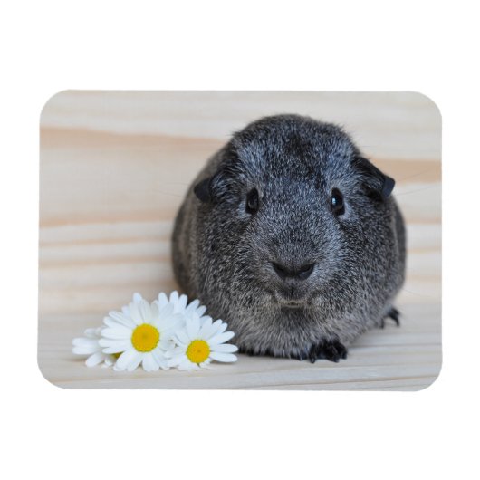 Cute Smooth, Silver Agouti Guinee Pig en Daisies Magneet (Horizontaal)