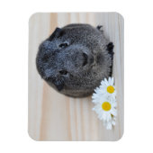 Cute Smooth, Silver Agouti Guinee Pig en Daisies Magneet (Verticaal)