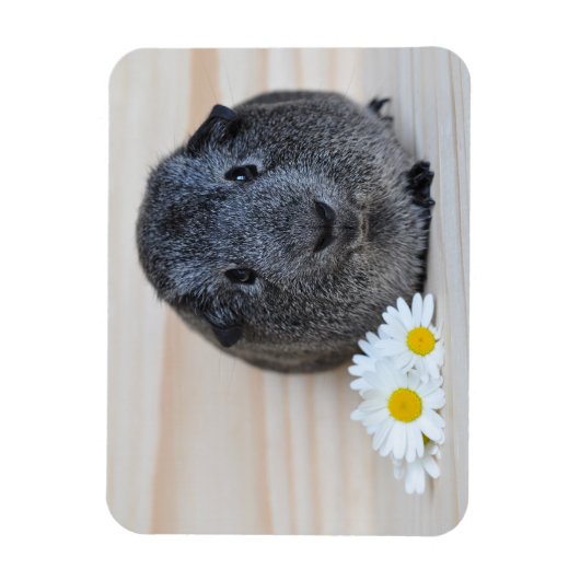 Cute Smooth, Silver Agouti Guinee Pig en Daisies Magneet (Verticaal)
