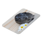 Cute Smooth, Silver Agouti Guinee Pig en Daisies Magneet (Linkerzijde)