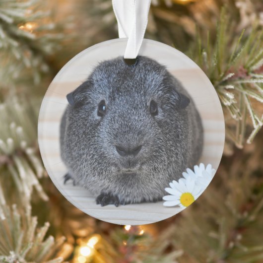 Cute Smooth, Silver Agouti Guinee Pig en Daisies Ornament (Boom)