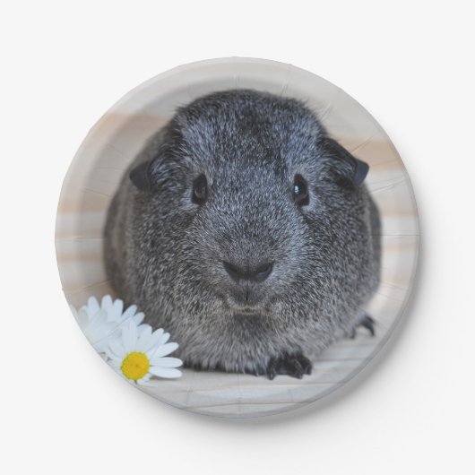 Cute Smooth, Silver Agouti Guinee Pig en Daisies Papieren Bordje (Voorkant)