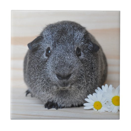 Cute Smooth, Silver Agouti Guinee Pig en Daisies Tegeltje (Voorkant)
