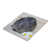 Cute Smooth, Silver Agouti Guinee Pig en Daisies Tegeltje (Zijkant)