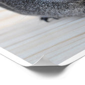 Cute, Smooth, Sliver Agouti Guinea Pig. en Flowers Poster (Hoek)