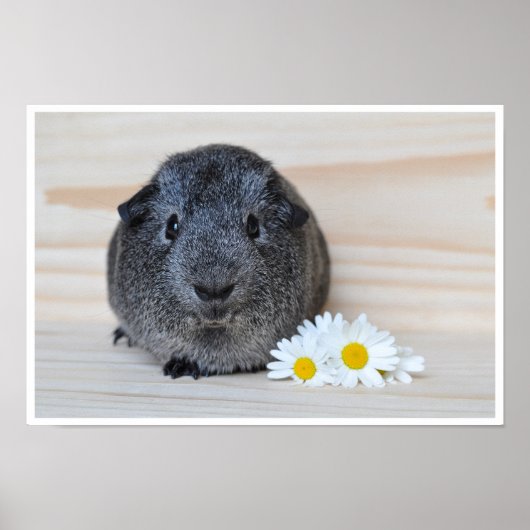 Cute, Smooth, Sliver Agouti Guinea Pig. en Flowers Poster (Voorkant)