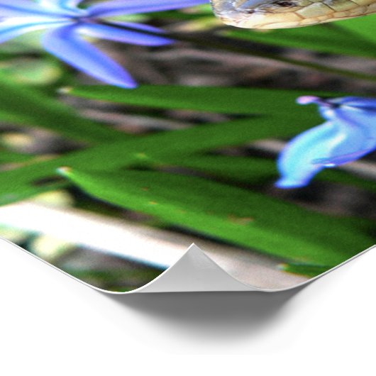 Cute snake poster (Hoek)