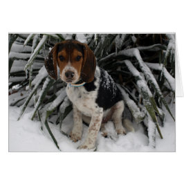 Cute Snoopy Beagle Puppy Dog in sneeuw