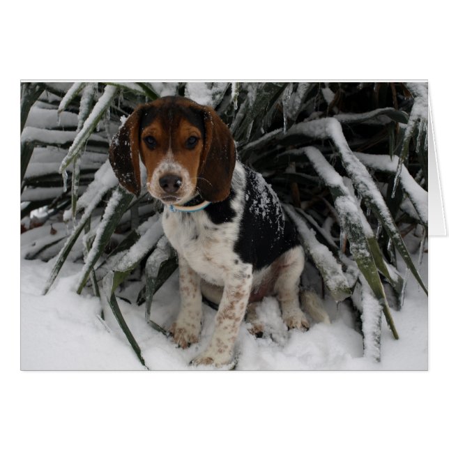 Cute Snoopy Beagle Puppy Dog in sneeuw (Voorkant Horizontaal)