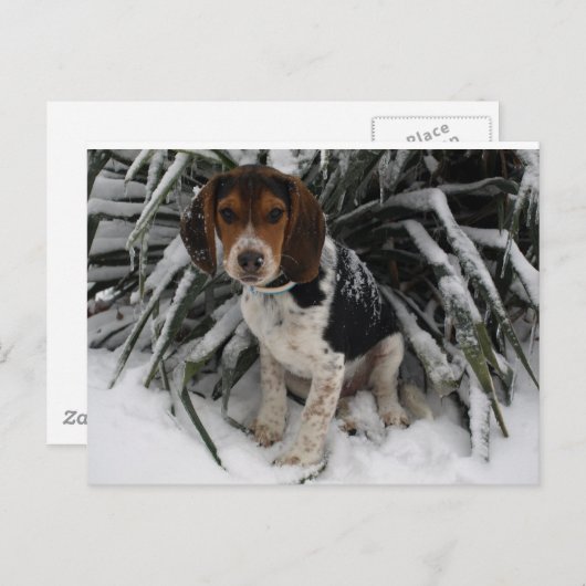 Cute Snoopy Beagle Puppy Dog in sneeuw Briefkaart (Voorkant / Achterkant)
