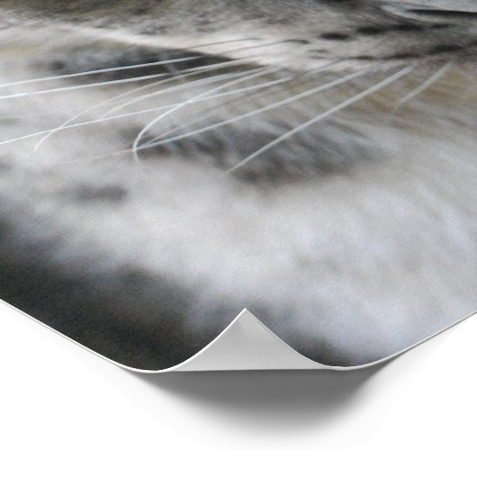 Cute Snow Leopard Poster (Hoek)