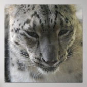 Cute Snow Leopard Poster (Voorkant)