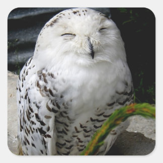 Cute Snowy Owl Vierkante Sticker