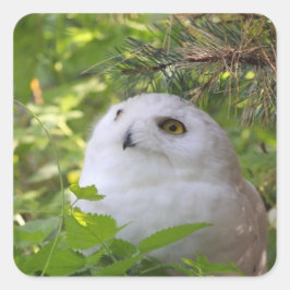 Cute Snowy Owl Vierkante Sticker