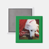 Cute Snowy White Puppy Dog Square green Kerstmis Magneet (Voorkant / Achterkant)