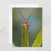 Cute Soldier Beetle Bug op False Dragonhead Briefkaart (Voorkant / Achterkant)