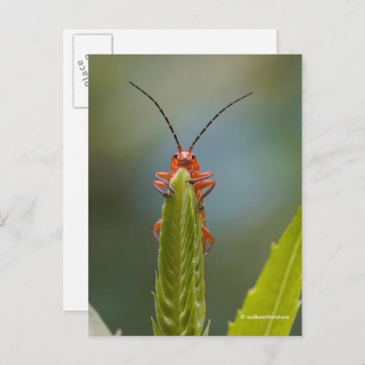 Cute Soldier Beetle Bug op False Dragonhead Briefkaart (Voorkant / Achterkant)