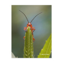 Cute Soldier Beetle Bug op False Dragonhead