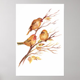 Cute Song Sparrow, Bird, Garden, Animal Natuur Poster