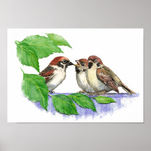 Cute Song Sparrow, Bird, Garden, Animal Natuur Poster