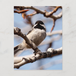 Cute Songbird On the Lookout of Spring Briefkaart