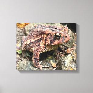 Cute Southern Toad Close-up Canvas Afdruk