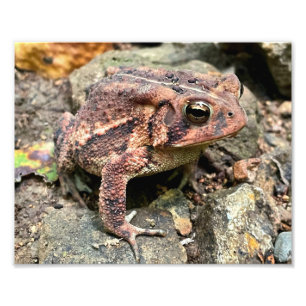 Cute Southern Toad Close-up Foto Afdruk