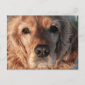 Cute Spaniel Briefkaart (Voorkant)