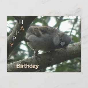 Cute Sparrow Close Happy Birthday Briefkaart