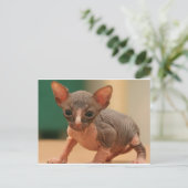 Cute sphynx kitten briefkaart (Staand voorkant)