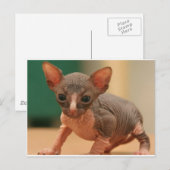 Cute sphynx kitten briefkaart (Voorkant / Achterkant)
