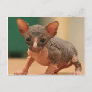 Cute sphynx kitten briefkaart