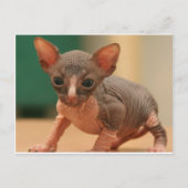 Cute sphynx kitten briefkaart (Voorkant)
