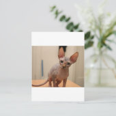 Cute sphynx kitten "Ik ben woedend, hè?" Briefkaart (Staand voorkant)