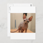 Cute sphynx kitten "Ik ben woedend, hè?" Briefkaart (Voorkant / Achterkant)